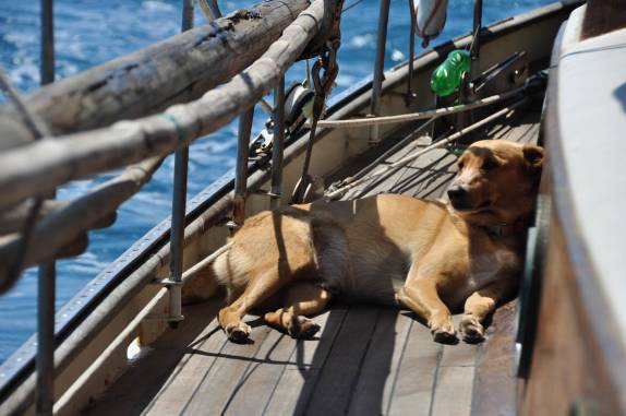 Vida difícil para o Chimi, a bordo do nosso veleiro na grande barreira de corais, em Belize